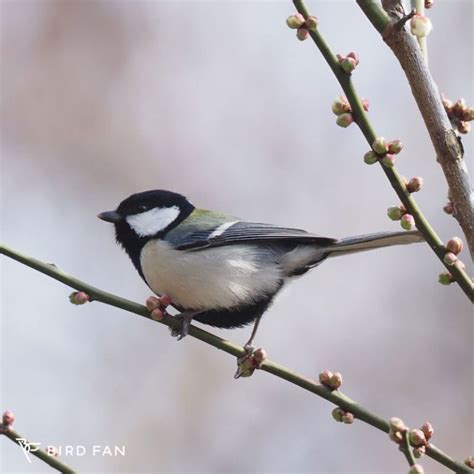 鳥種類|身近な鳥 – BIRD FAN （日本野鳥の会）